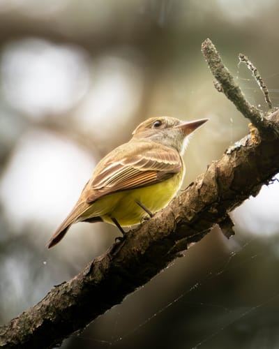 Customer photo review of Subjects & Wildlife AI Photo Lightroom Toolkit