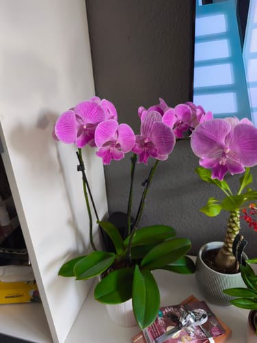 Customer photo review of Große Two of Us Big Lip Manta Kalimantan mit pinken Blüten und 2 Rispen