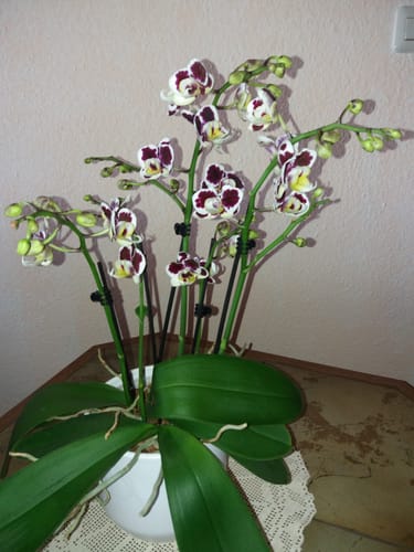 Customer photo review of Große Two of Us Stained Glass mit rot-weiß gefleckten Blüten und 4 Rispen