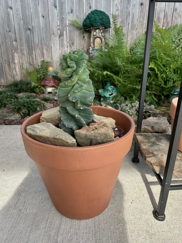 Customer photo review of Cereus forbesii Spiralis | Spiral Cactus