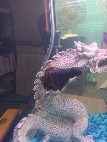Customer photo review of Black Copper Halfmoon Male Betta Fish