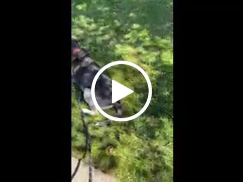 Customer video review of Freedom Joint Drops