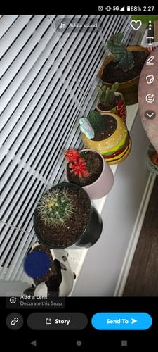 Customer photo review of Cereus forbesii Spiralis | Spiral Cactus
