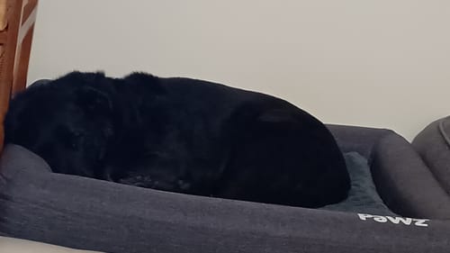 Customer photo review of PaWz Premium Memory Foam Calming Dog Bed