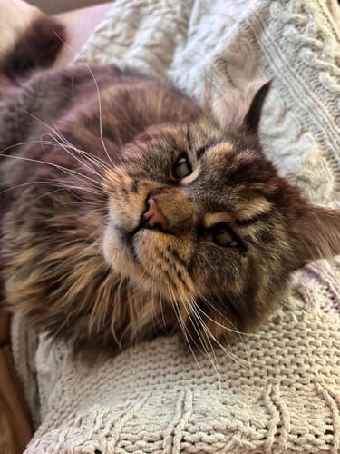 Avis photo d'un client sur Croquettes Maine Coon Stérilisé Sans Céréales - Poulet