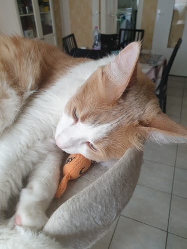 Avis photo d'un client sur Pâtée Chat Stérilisé Sans Céréales - Poulet, Tomates & Olives