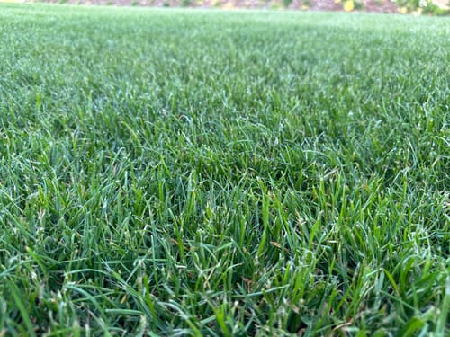 Customer photo review of Animatio® Profi-Rasendünger