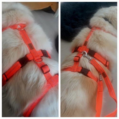 Customer photo review of Premium Hundegeschirr gepolstert