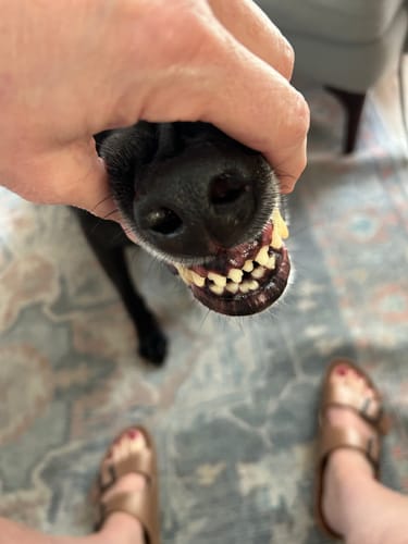 Customer photo review of ProDenta