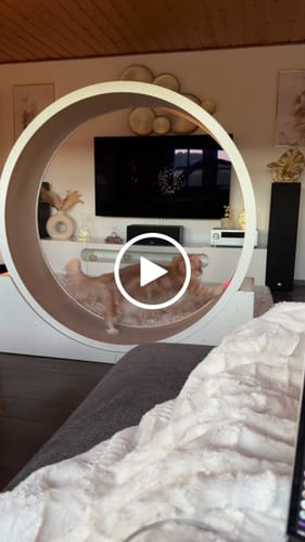 Jasmin P. review of Elmato Katzenlaufrad Simba image 1 out of 1