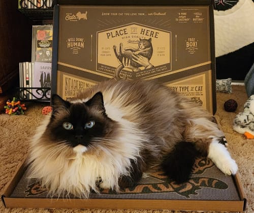 Customer photo review of Asian Tiger - Luxury Cat Scratching Board