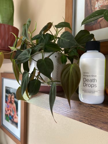 Customer photo review of Fungus Gnat Death Drops