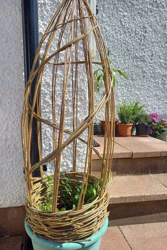 Customer photo review of The Willow Plant Support - Online Course and Kit
