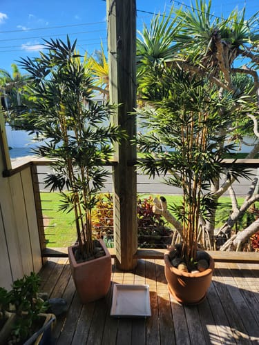 Customer photo review of Premium Natural Cane Artificial Bamboo (UV Resistant) 150cm