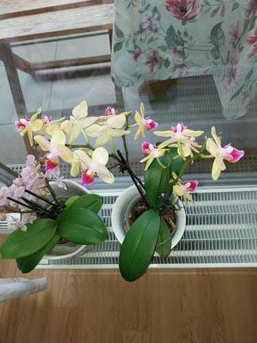 Customer photo review of Orchideendünger in Dosierflasche, hochkonzentriert