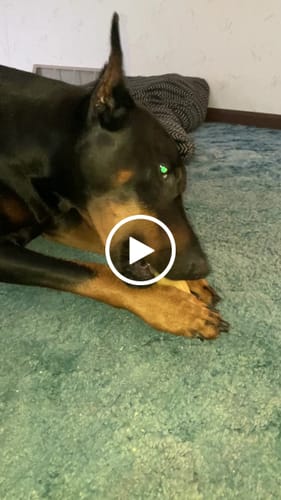 Customer video review of Traditional Himalayan Yak Chews | All Sizes