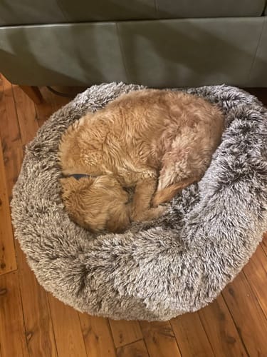 Customer photo review of PaWz Removable Cover Calming Pet Bed