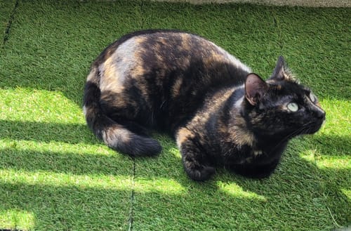 Avis photo d'un client sur Croquettes Chat Stérilisé Sans Céréales - Saumon