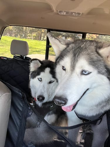 Customer photo review of 4Knines Hard Bottom Extender Car Seat Cover for Dogs - XL