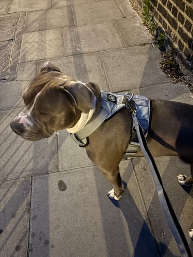 Mandy W. review of Ladder Combat® Multiple Handles Lead - Grey image 1 out of 1