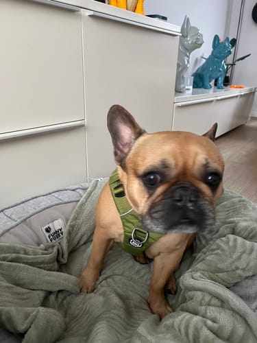 Naomi R. review of Air Harness | Anti-Pull & With Handle - Olive Green image 1 out of 1