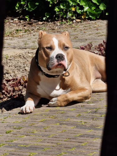 Anne S. review of 5cm Pin Buckle Collar | NO Handle - Black image 1 out of 1