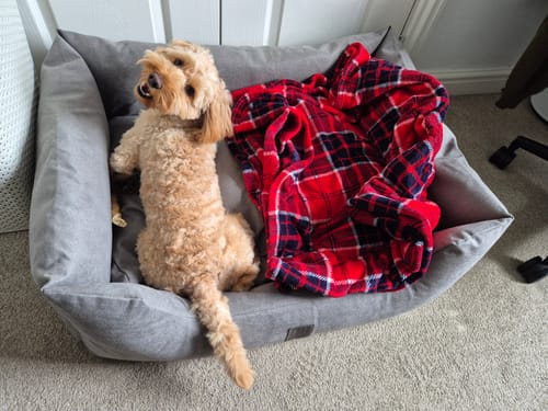 Customer photo review of The Slumber Tray Bed - Oxford Grey