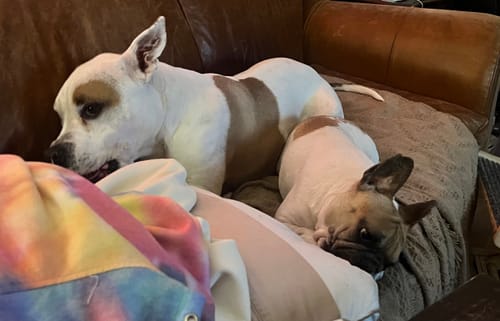 Customer photo review of LARGE YAKS / Best for dogs under 55 lbs