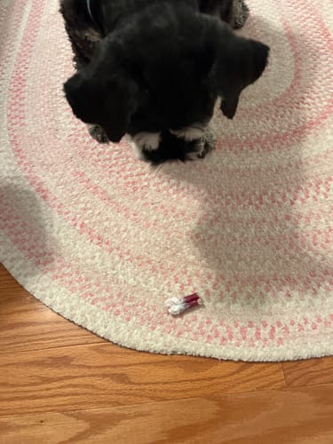 Customer photo review of 6 Inch Standard Bully Sticks