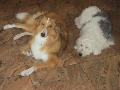 Customer photo review of ProDenta