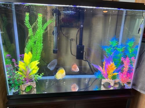 Customer photo review of Red Pigeon Discus Fish