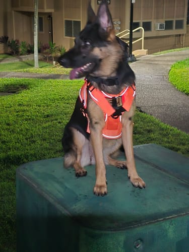 Customer photo review of NEW Upgraded Tactical No-Pull Team K9™ Dog Harness with 4 Quick-Release Metal Buckles, Reinforced Front & Back D-Rings, Hook & Loop Panels, Adjustable Straps, Reflective Strips, & Top Handle