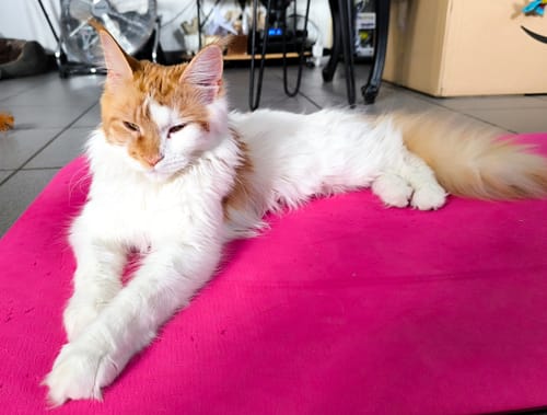 Avis photo d'un client sur Croquettes Chaton Sans Céréales - Poulet & Huile de Saumon