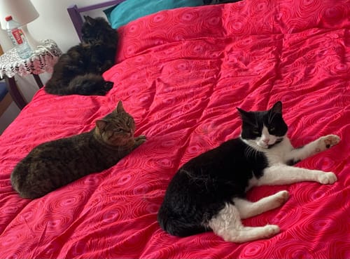 Avis photo d'un client sur Croquettes Chat Stérilisé Sans Céréales - Poulet
