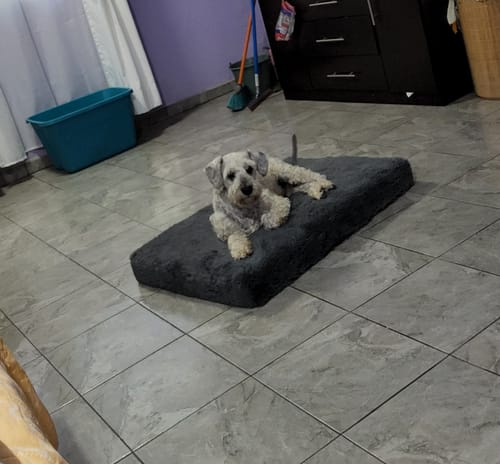 Customer photo review of Cama Ortopédica para Perros