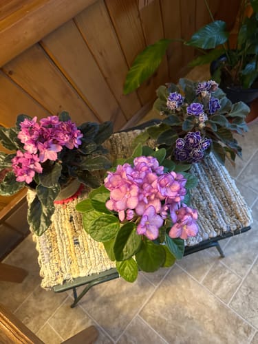 Customer photo review of Plant Food