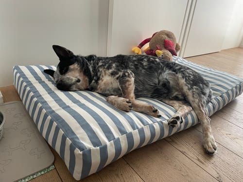 Customer photo review of Materassino Sfoderabile Cotone Premium Riga Larga Azzurro