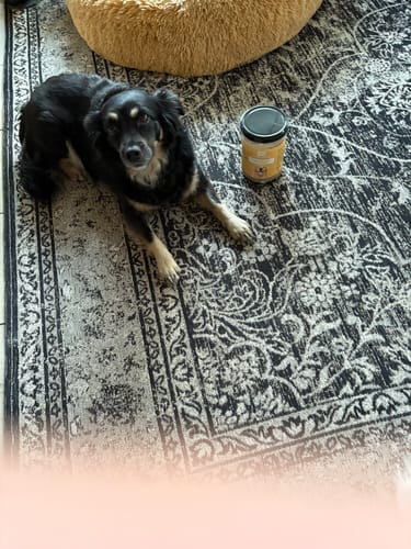 Customer photo review of OH MY DOG! Huhn