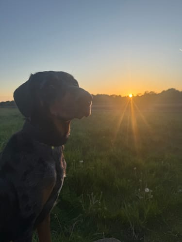 Alvida K. review of 4cm Combat Billowthane® Collar | Waterproof - Black image 1 out of 1