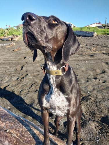 Customer photo review of Two Tone O Ring Collar - Waterproof BioThane® Custom Dog Collar