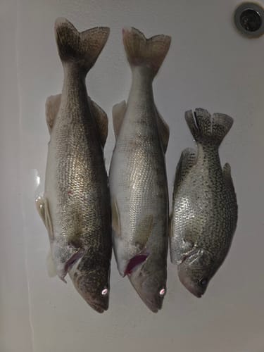 Customer photo review of White Lightning
