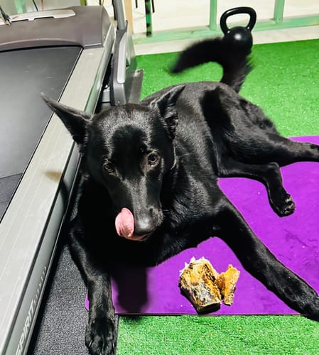 Customer photo review of Ostrich Knuckle (Medium – 4" x 3"): The Perfect Chew for Small to Medium Dogs & Sensitive Stomachs