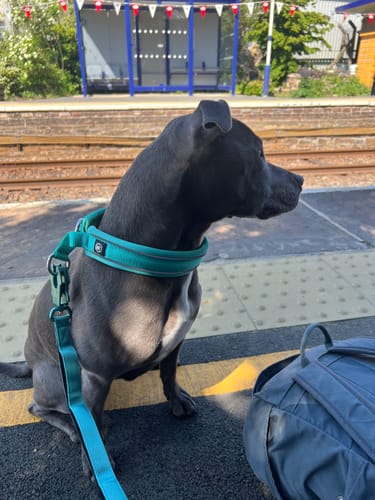 Helen S. review of Ladder Combat® Multiple Handles Lead - Teal image 1 out of 2