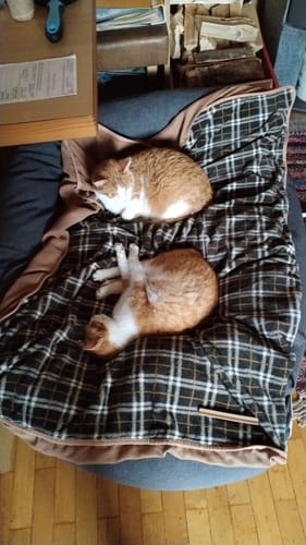 Customer photo review of Ricarica Diffusore (48 ml)