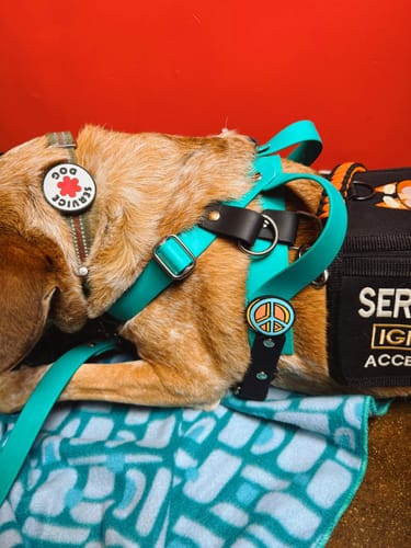 Customer photo review of Service Dog Jiby Dog Charm