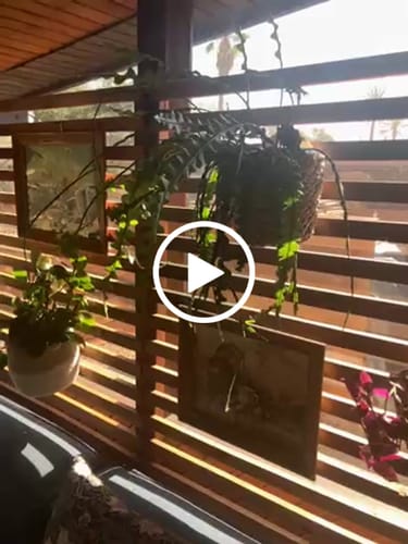 Customer video review of Plant Food