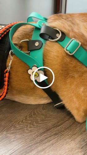Customer video review of Daisy White Jiby Dog Charm