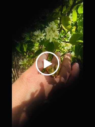 Anjuman A. review of Isolde image 1 out of 1