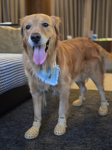 Narisara review of WagWellies® Mojave image 1 out of 3