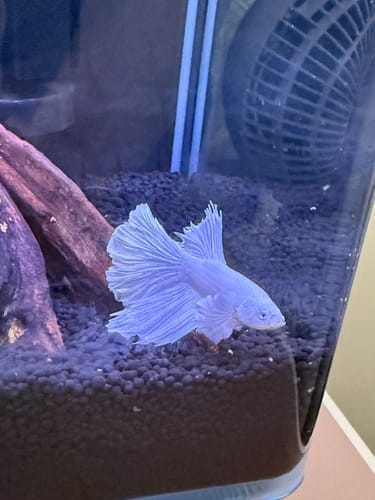 Customer photo review of Super White Dumbo Ear Halfmoon Male Betta Fish
